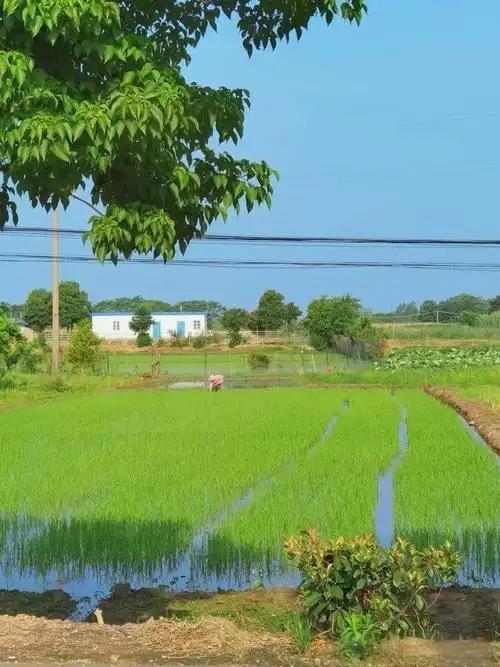 现在的农村真的是越来越适合居住了，不光是路修好了、环境干净了，更重要的是邻里乡亲