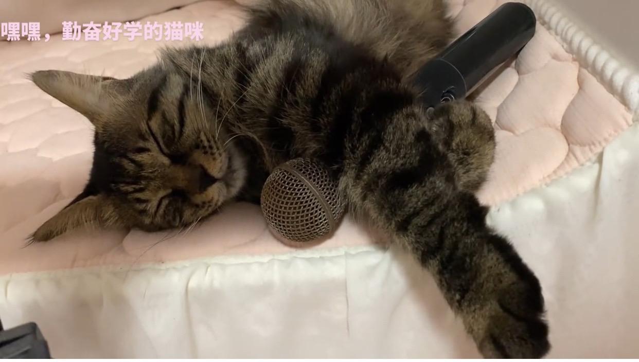 缅因猫 毛孩子的日常