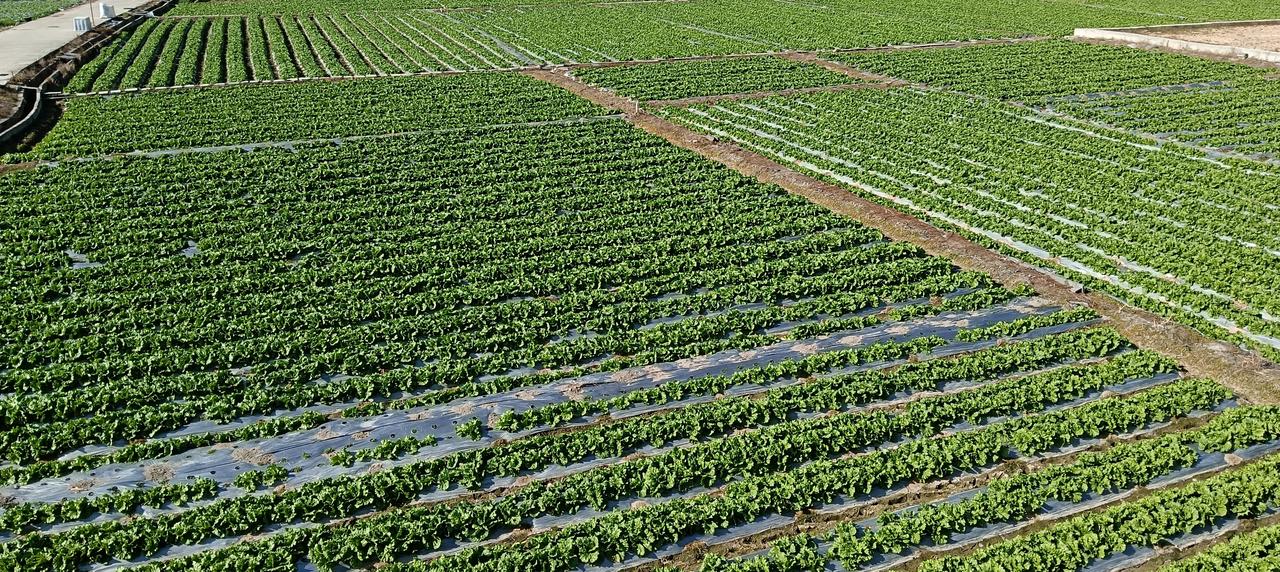 漳州市长泰区—石横村蔬菜种植基地