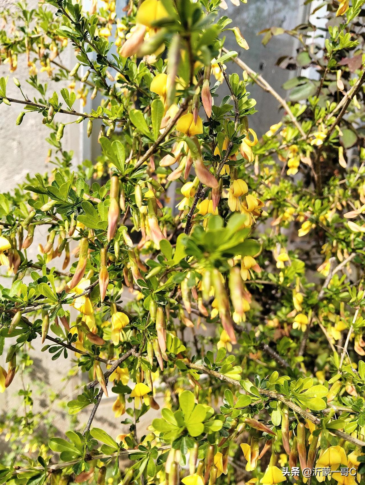 我家金雀开了，满枝都是春天的小太阳✨
 
盼了一冬，我家金雀终于盛放。
枝头缀满