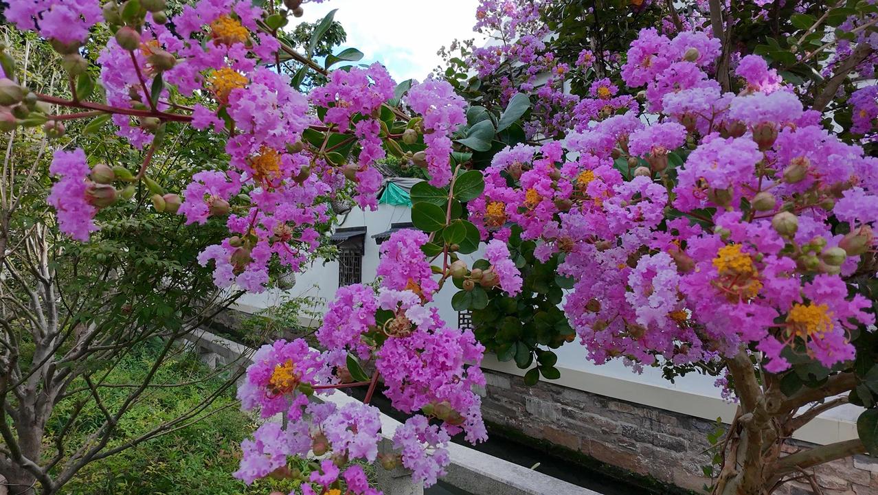 分享随拍的花紫薇花开，满院染紫，邂逅江南夏日。玫红小叶紫薇