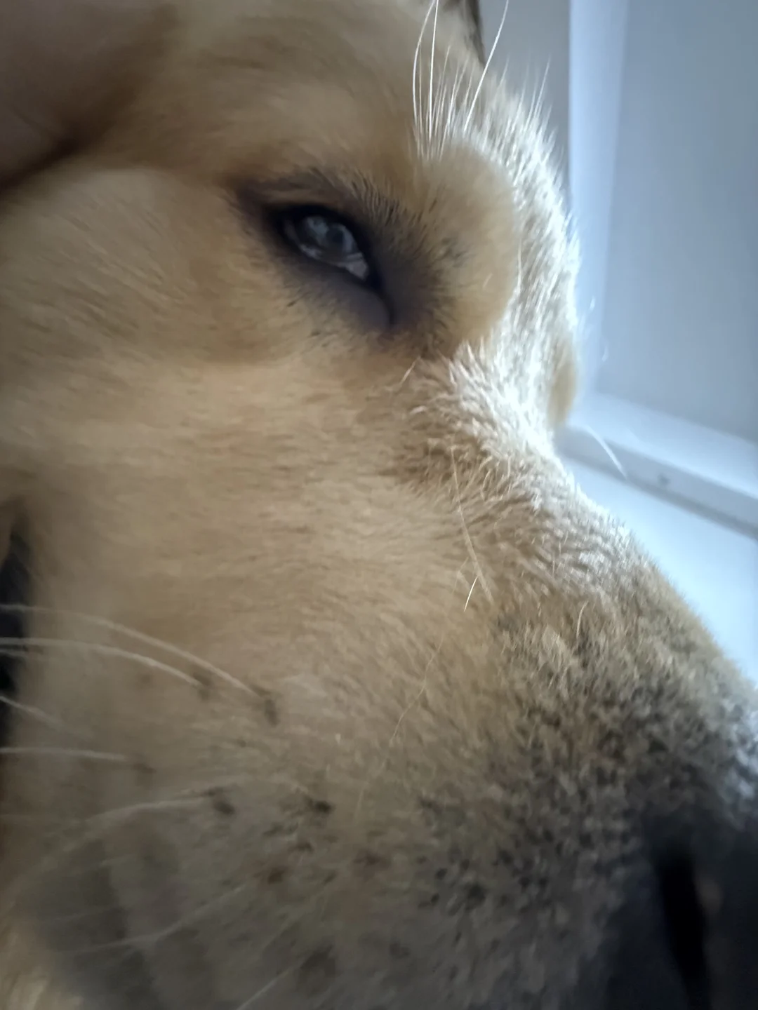 小黄现在有一套自己的非常严谨的侍寝流程了