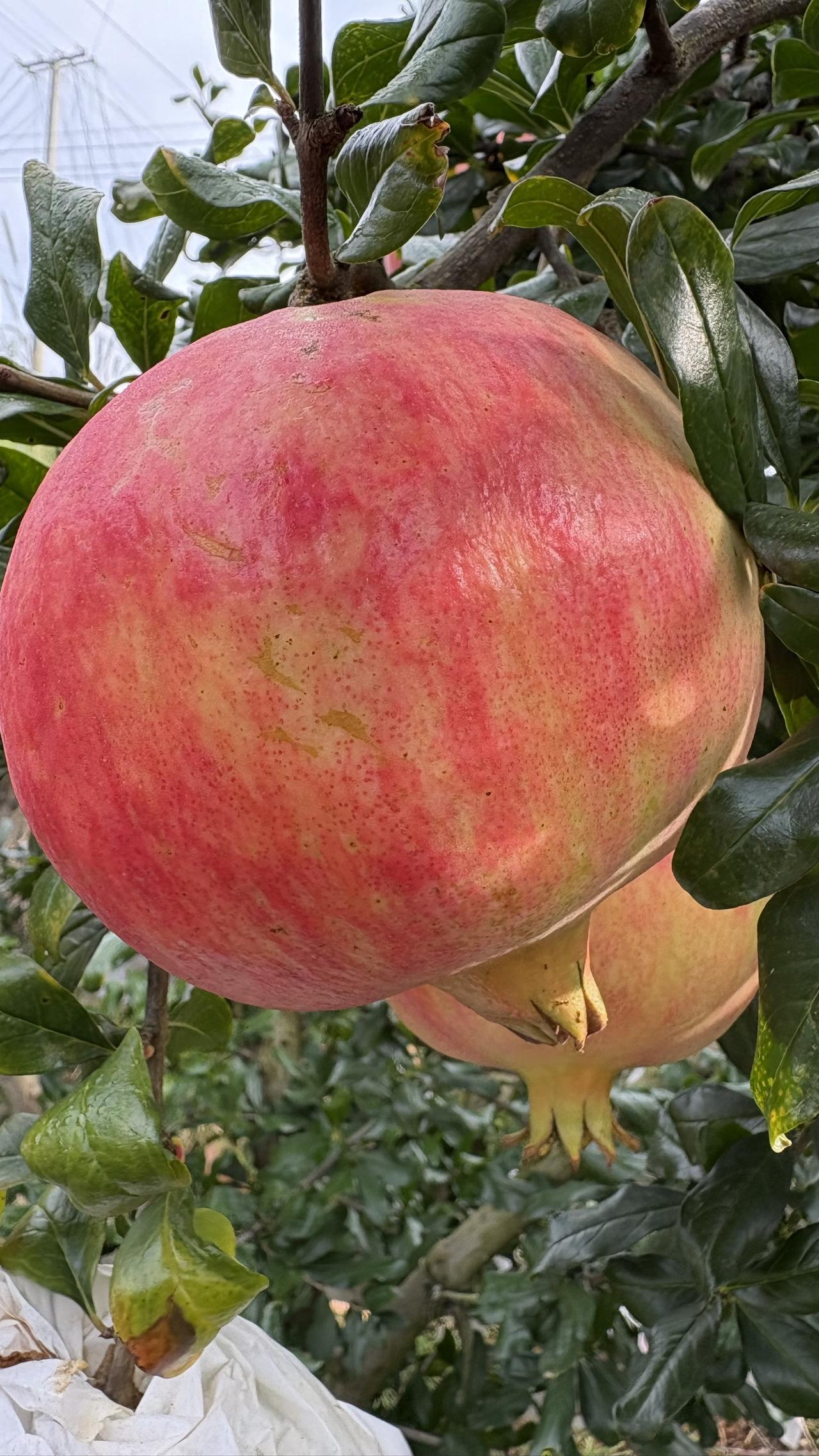 很多朋友种植软籽石榴树，仅仅就是躺平式种植法？所谓的躺平式种植法，就是利用自然生