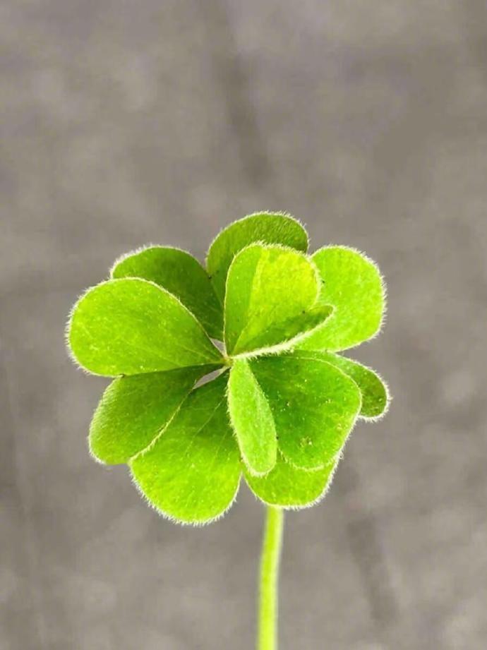 刷到六叶草请不要无视🙏🏻许愿超灵的！！！ ​​​