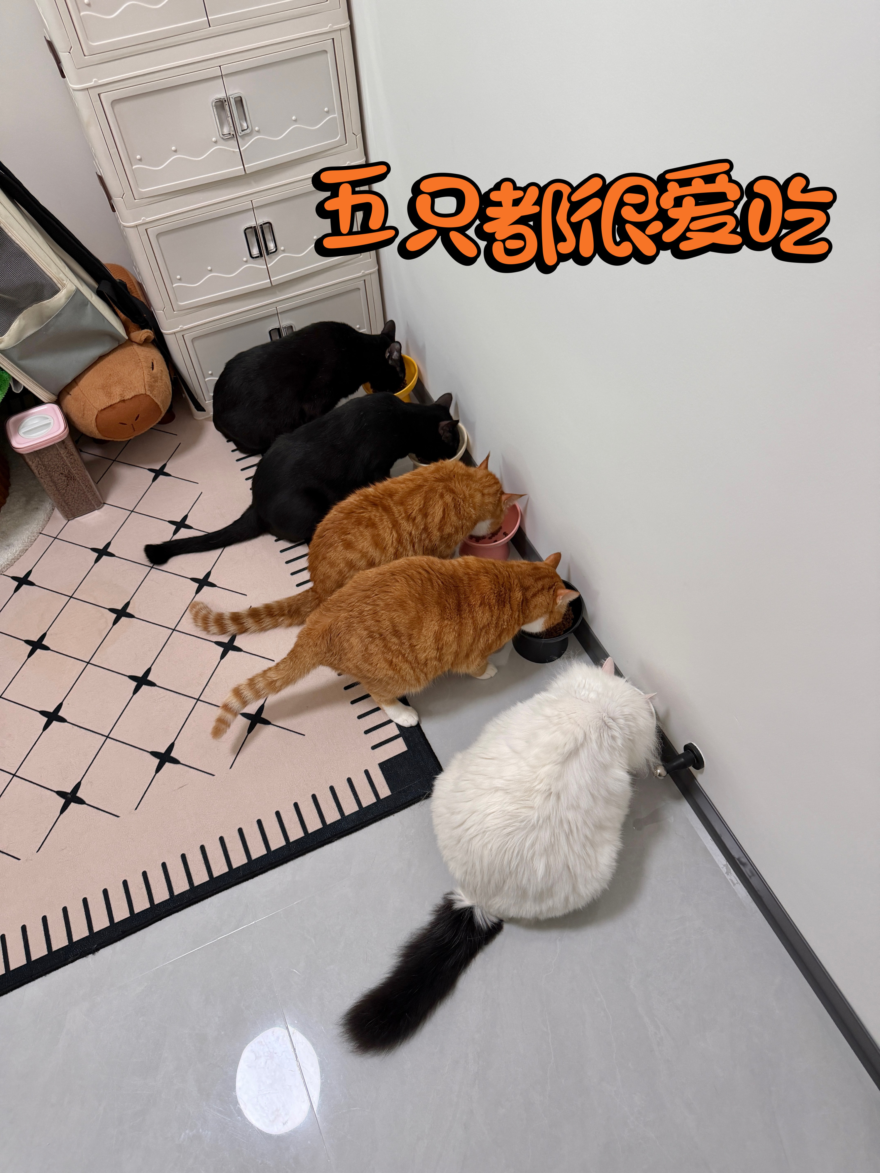 多猫家庭搬家前，我先把5只猫的免疫力“焊”牢了上个月搬家，收拾纸箱的时候我就在想