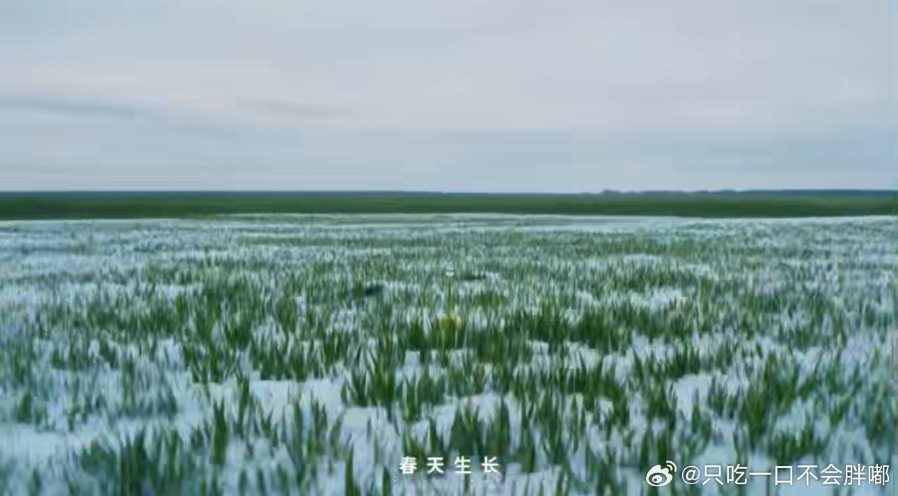 看河北麦收成了网友的顶级疗愈 在隆尧这片5.88平方公里的土地上，从麦田到餐桌的