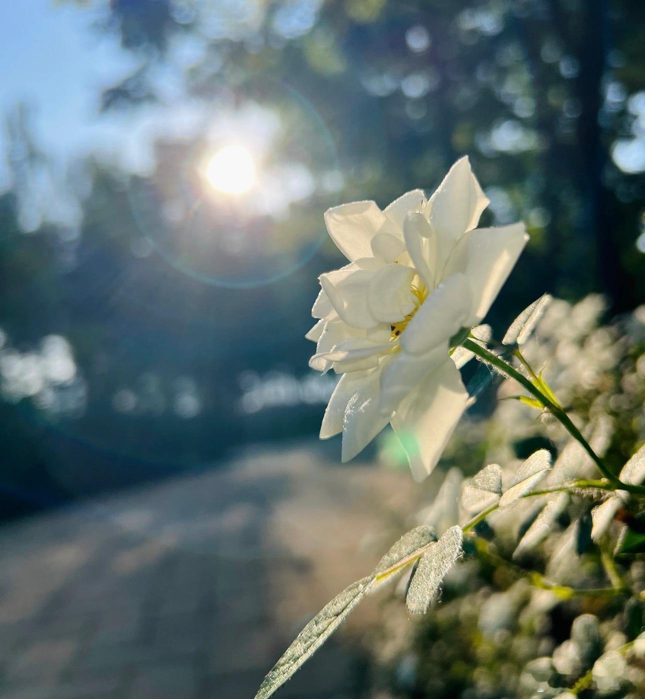 玩加早安 新年快乐！大家最想听到的幸福的话是？2026lpl2026lck英雄联