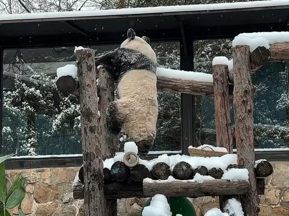 糖霜丫丫上线丫丫已经玩疯了哈哈哈哈哈哈哈 