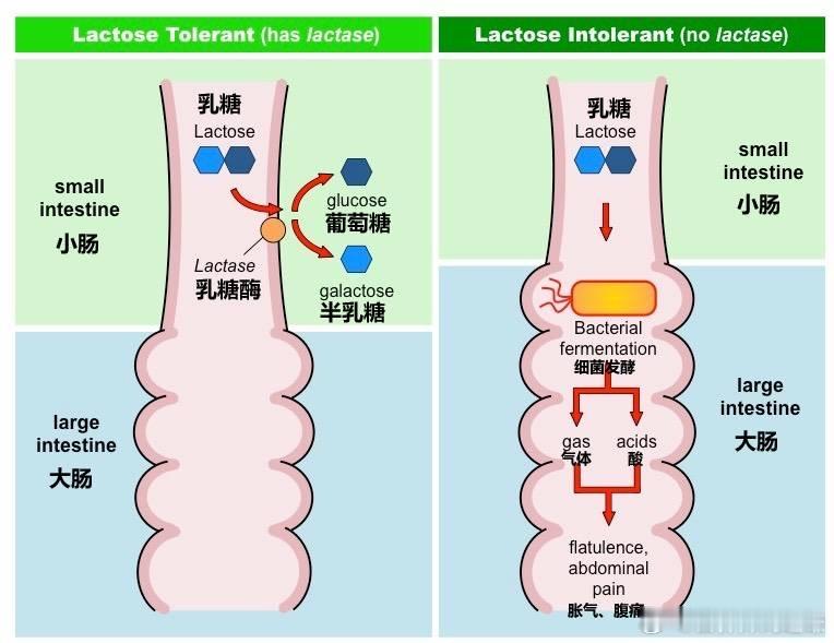  这个热搜词……⚠️ 乳糖不耐受并不是后天所致，而是基因🧬相关的。不同人种对乳