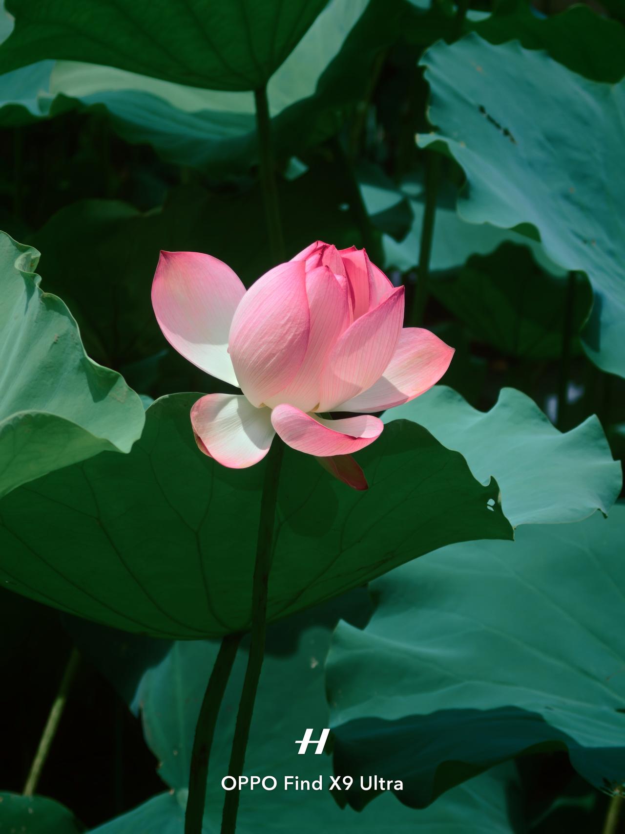 大师模式🪷高考周恰逢莲花盛开

又是一年高考✍🏻，这个时候就会怀念那个时期的