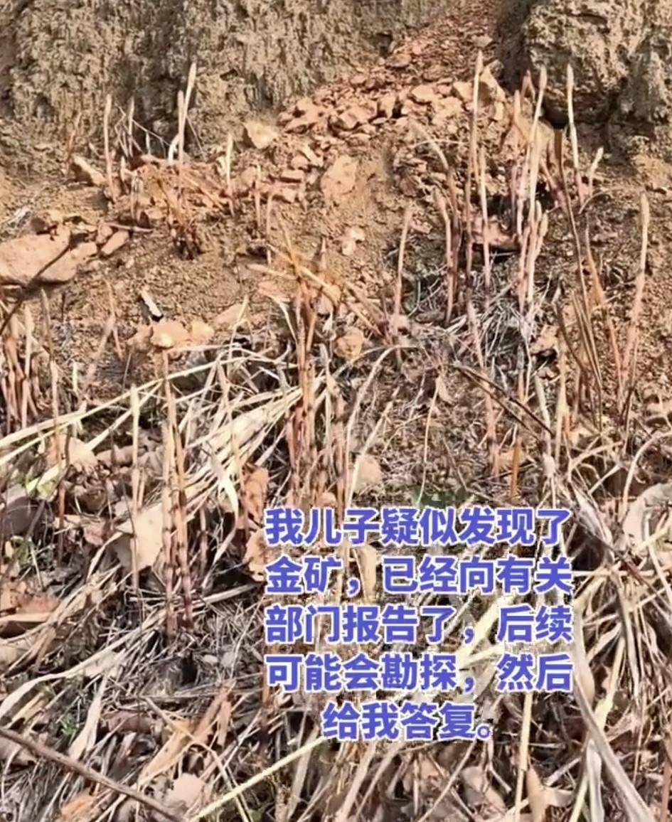 谁能想到？辽宁大连一个刚满8岁的毛头小子，跟着家人上山挖个野菜，竟然意外掀起了一