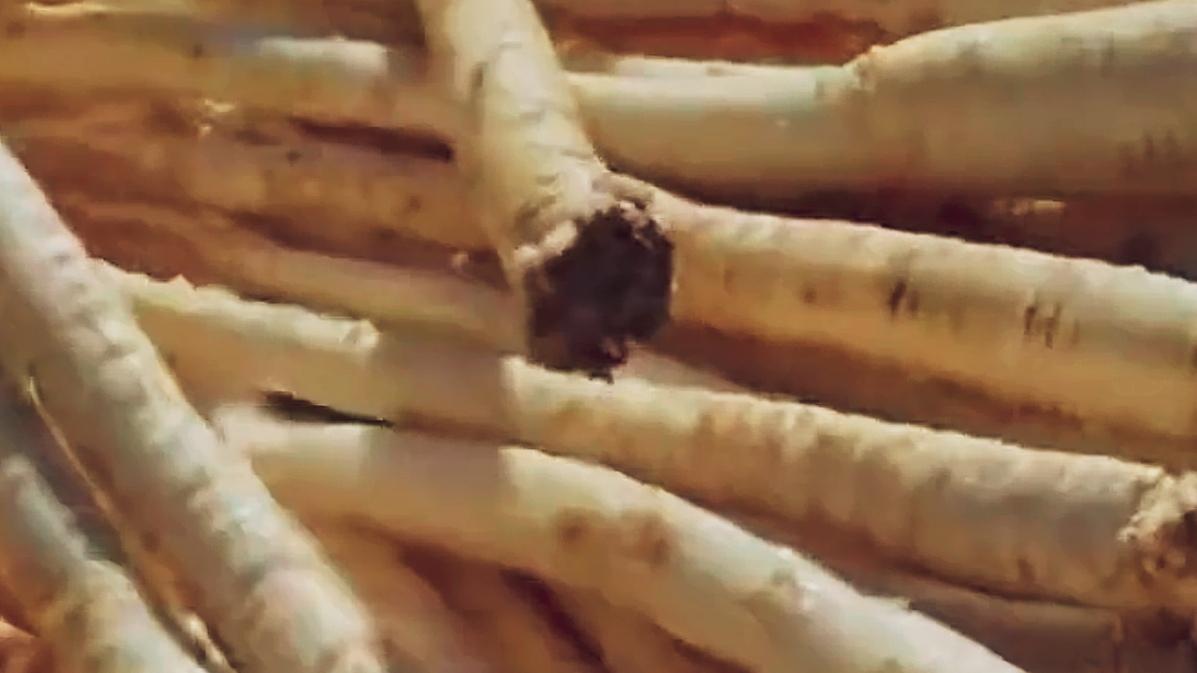 🔥云南人过冬靠它补！这“土人参”全身是宝，暖身又养生。云南人私藏的冬日宝藏——