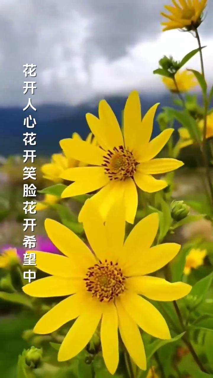 花开中国。
演唱：何敏嘉。
制片人：芙蓉传媒。
万里山河万紫千红花开好蓬勃，百花