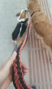 听说不牵绳的都视为野狗
会被打死的
妈妈可别吓我