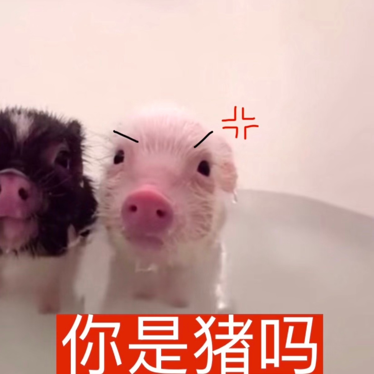 猪包 