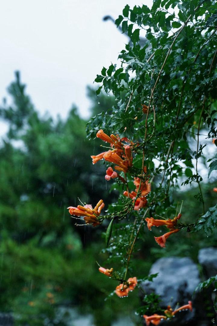 雨落瞻园，便是江南 ​​​