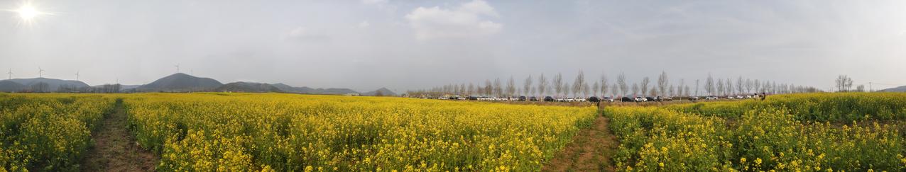 阳光洒满金黄花海，感受大自然的美好与宁静。🌻🌞