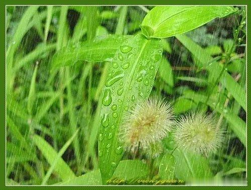 ～《雨天偶思》～～宋人·尧裔俗世纵有千般好，稼穑情欲自古难。坎坷过往懒回顾，忐忑