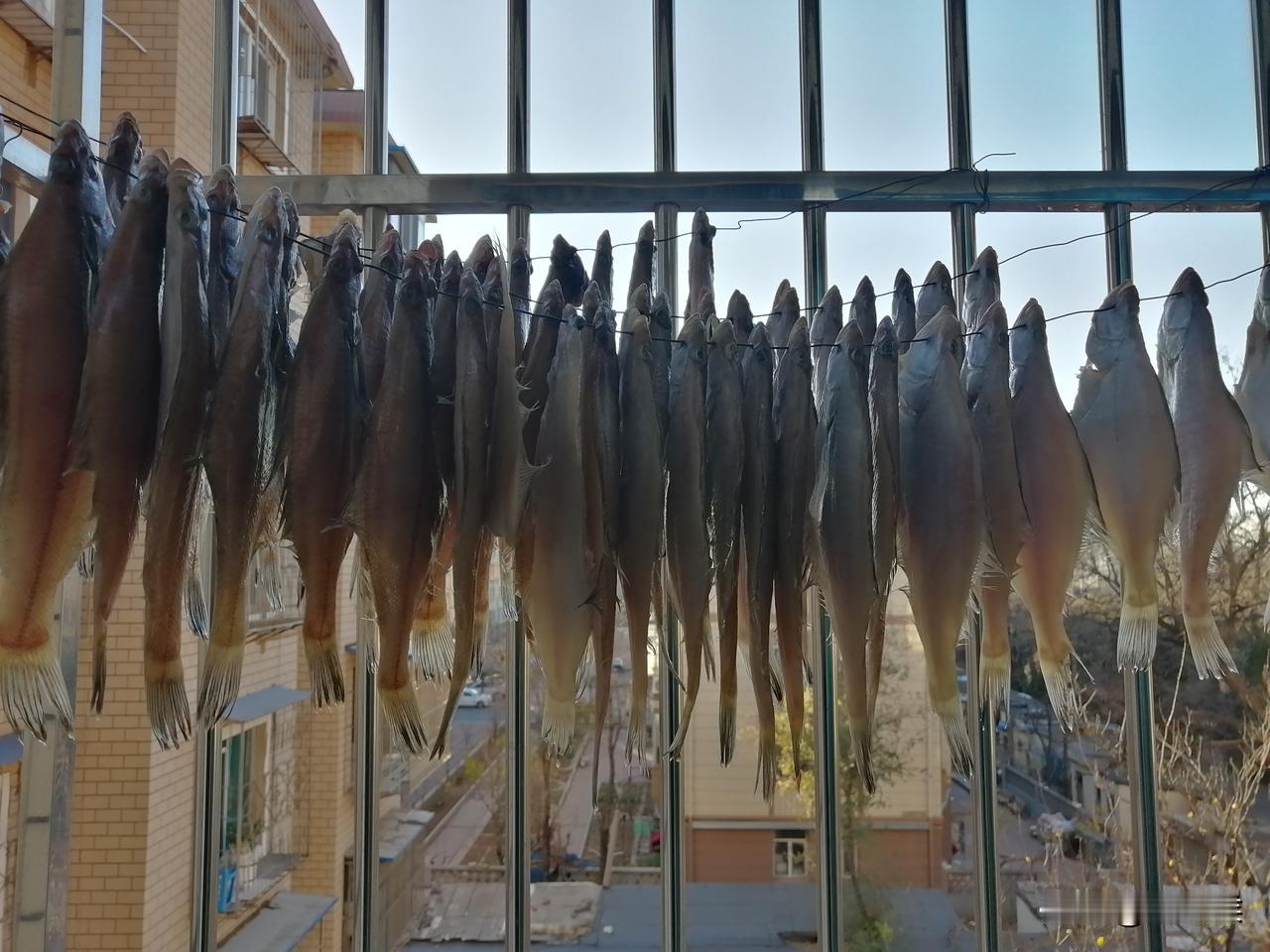 今年晾咸小嘴鱼似乎有点晚，但据我观察，一个绿头苍蝇都没有看到，因为气温在零度左右