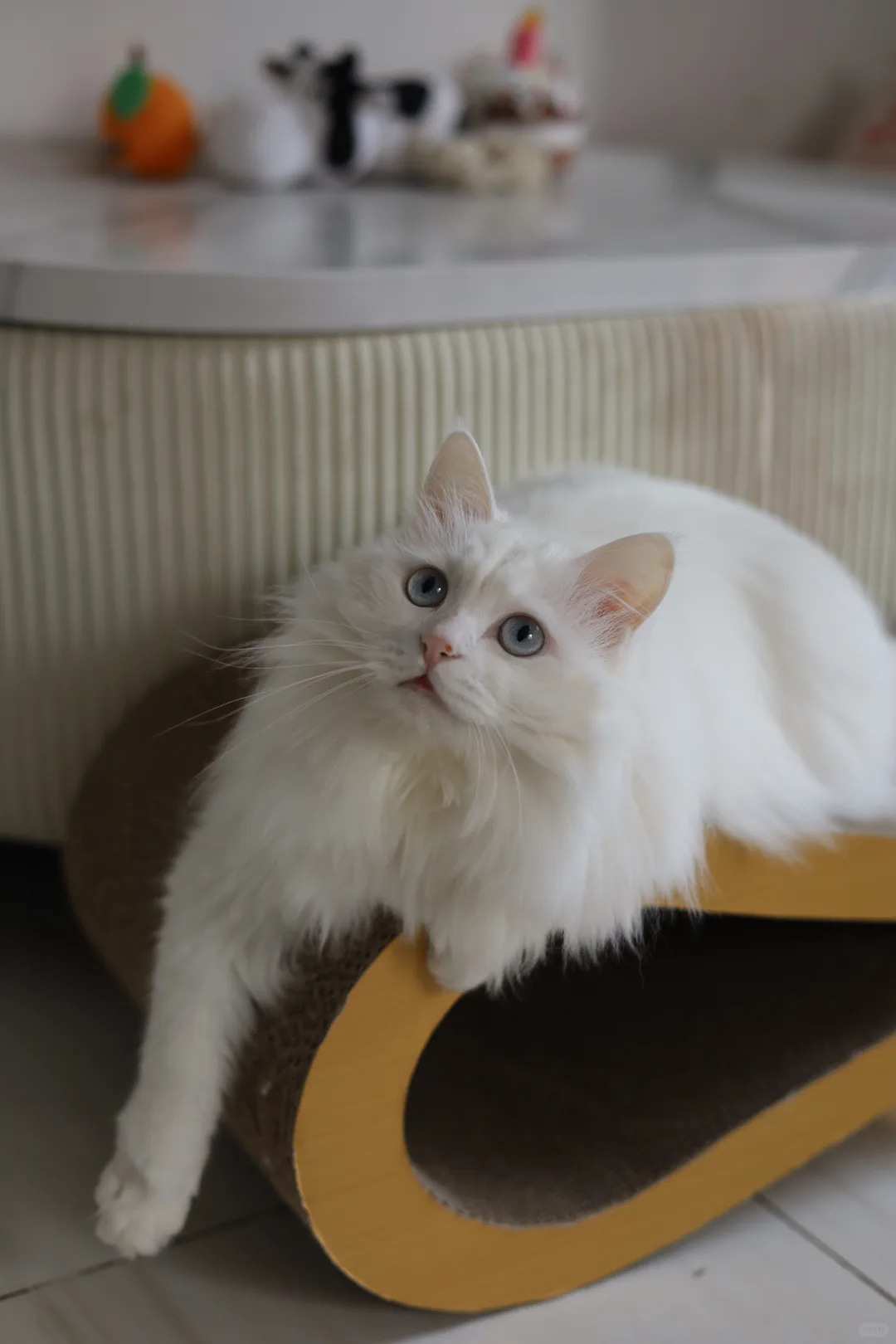 原图直出貌美小猫咪