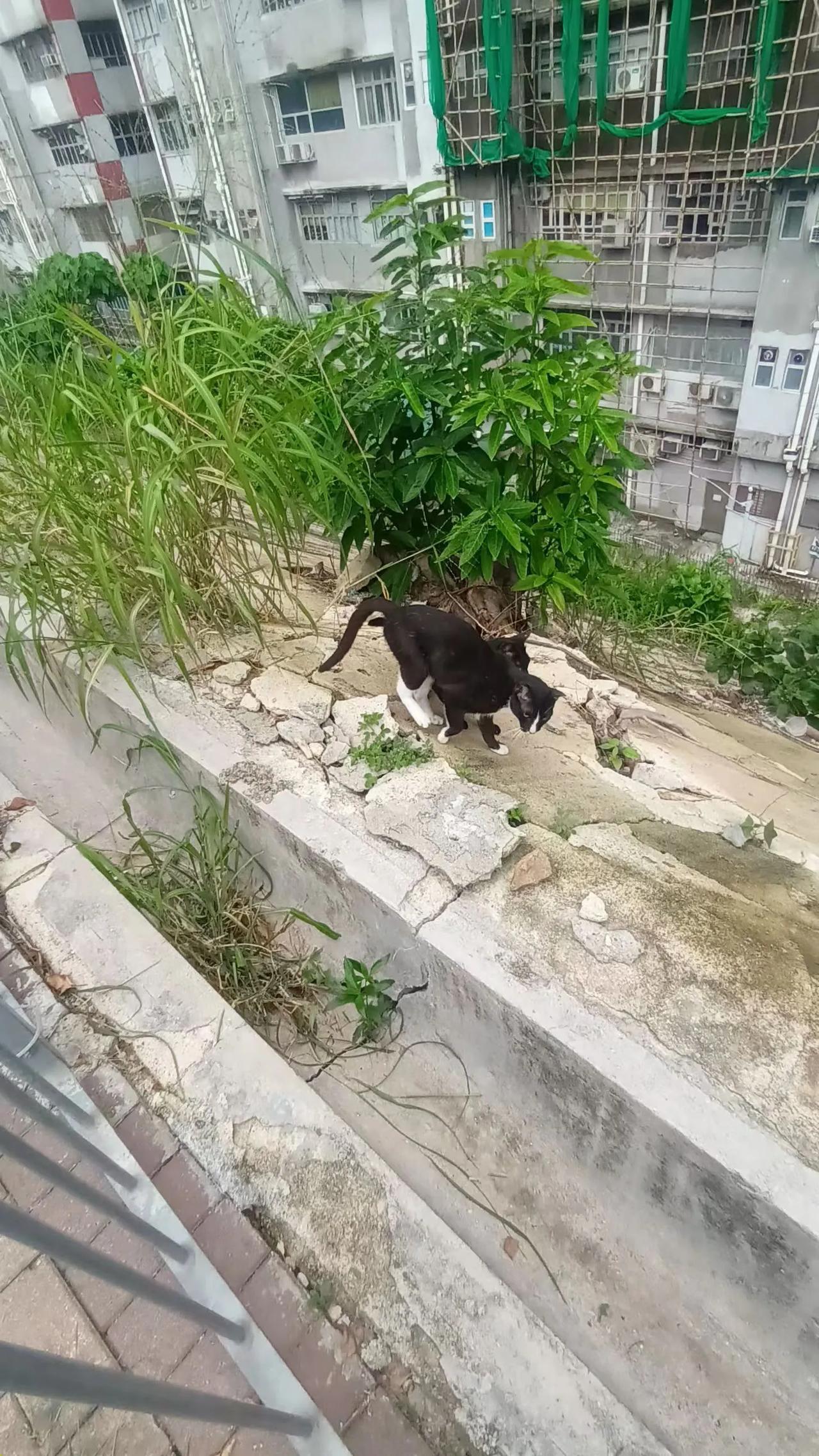 港地不乏爱悯人士，这位女士置放两个料碗饲养路边流浪猫。