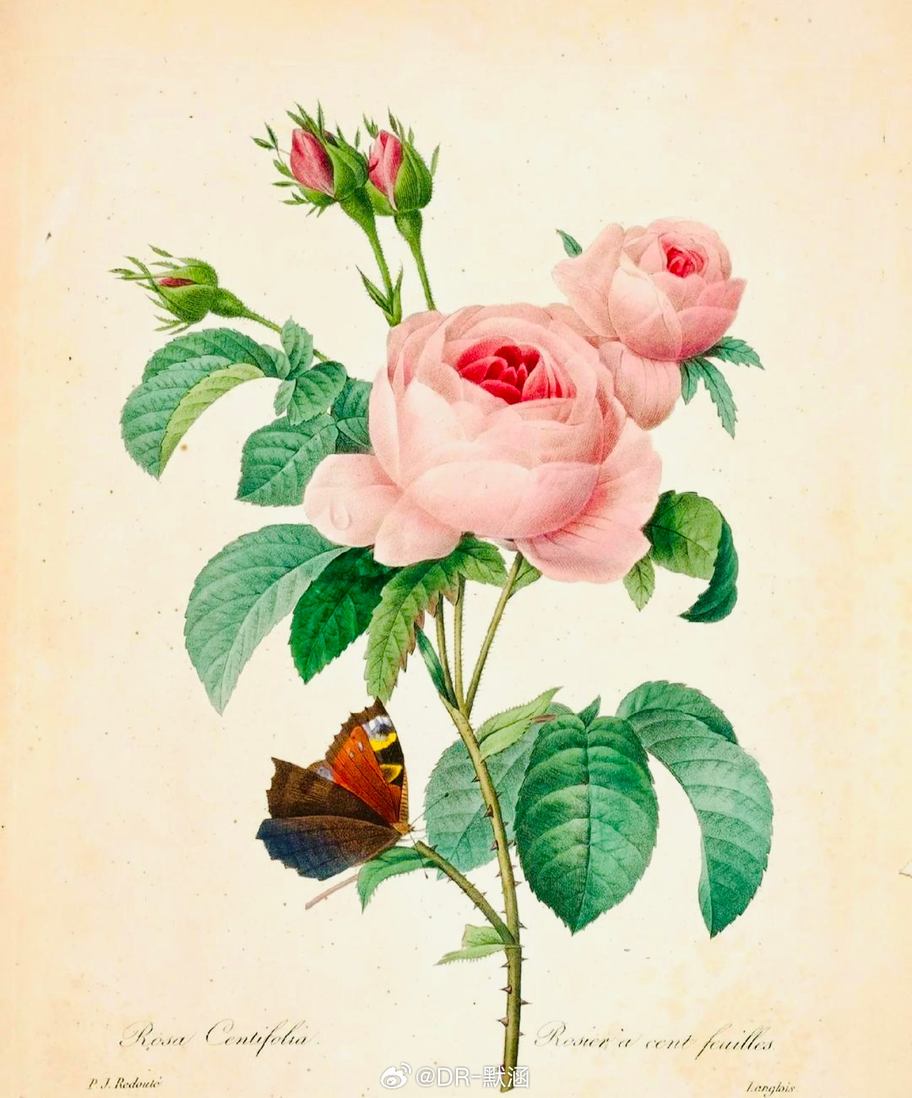 比利时画家Pierre-Joseph Redouté被誉为“花之拉斐尔”。其作品