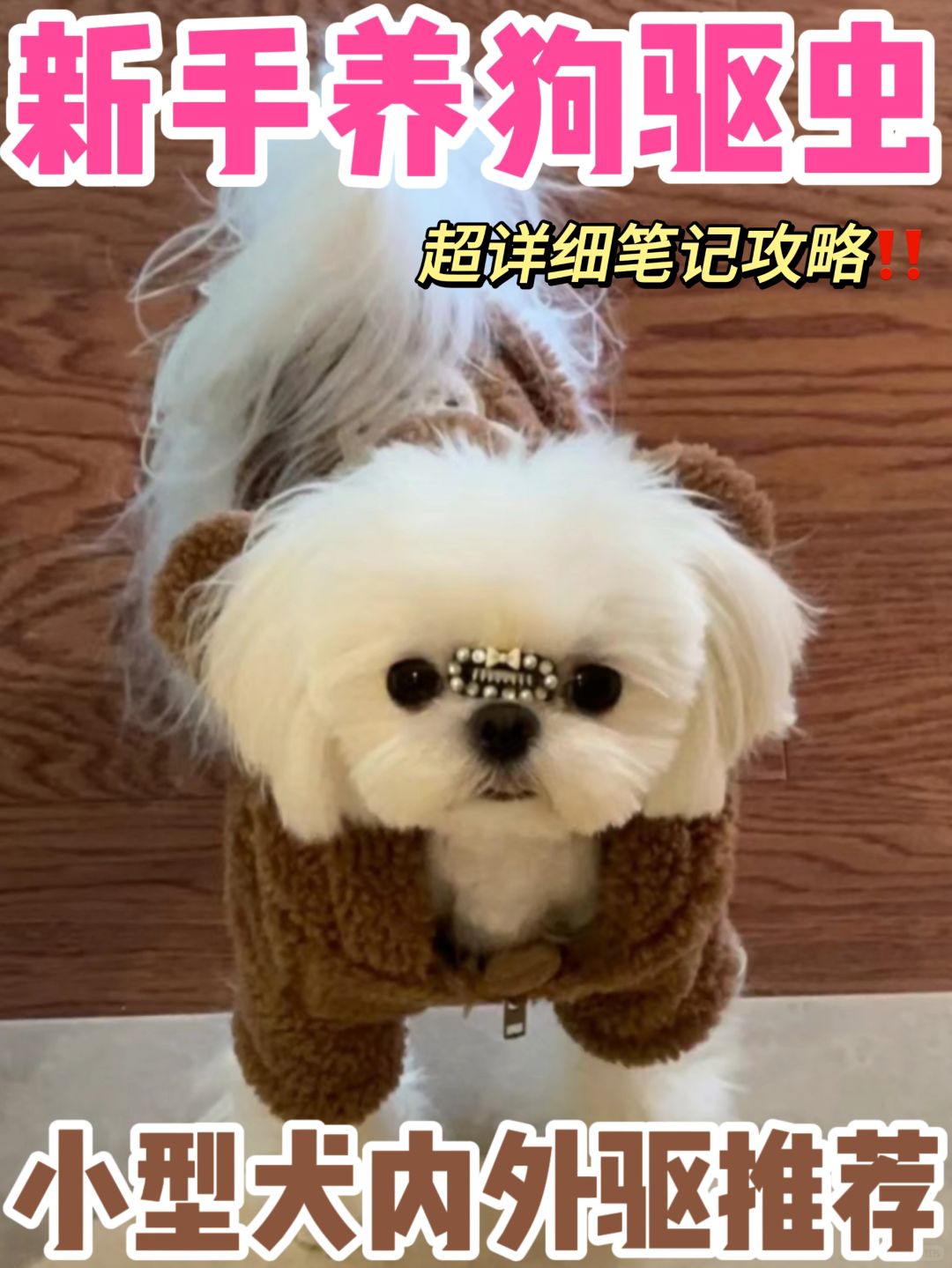 新手养狗｜驱虫超详细攻略 铲屎官看