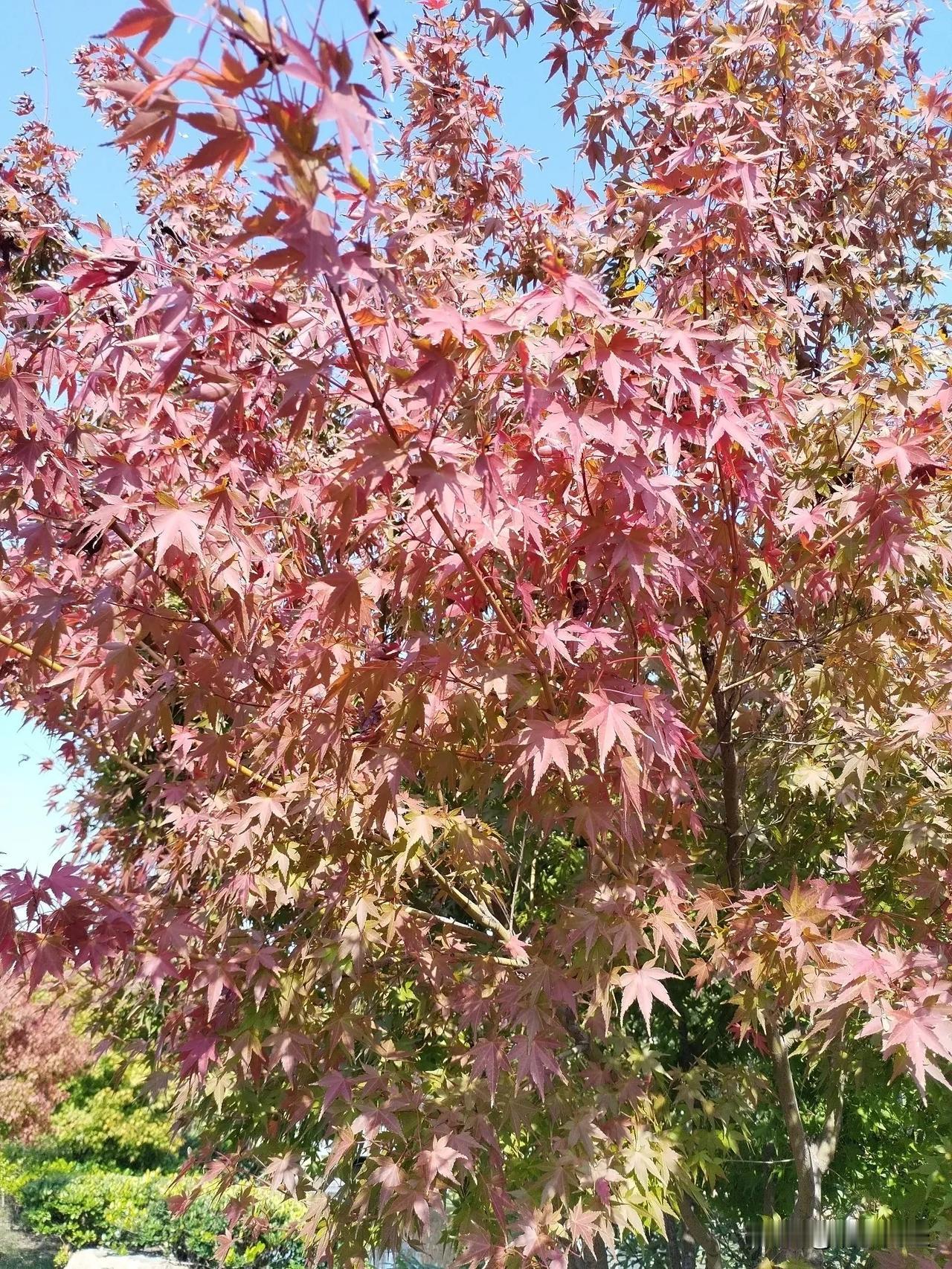 霜风悄至舞林丘，
叶叶燃霞韵自悠。
赤锦铺笺添画境，
丹枫似火醉金秋。