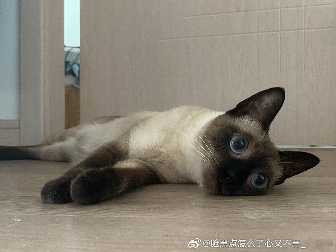 4136只黑脸你不懂我的忧愁 ​​​