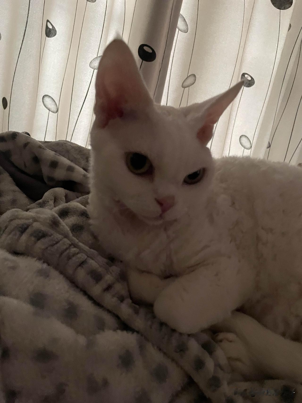 今天拍到一只小美猫，都快睡着了，还没忘记摆姿势，哈哈，看着还蛮可爱的。