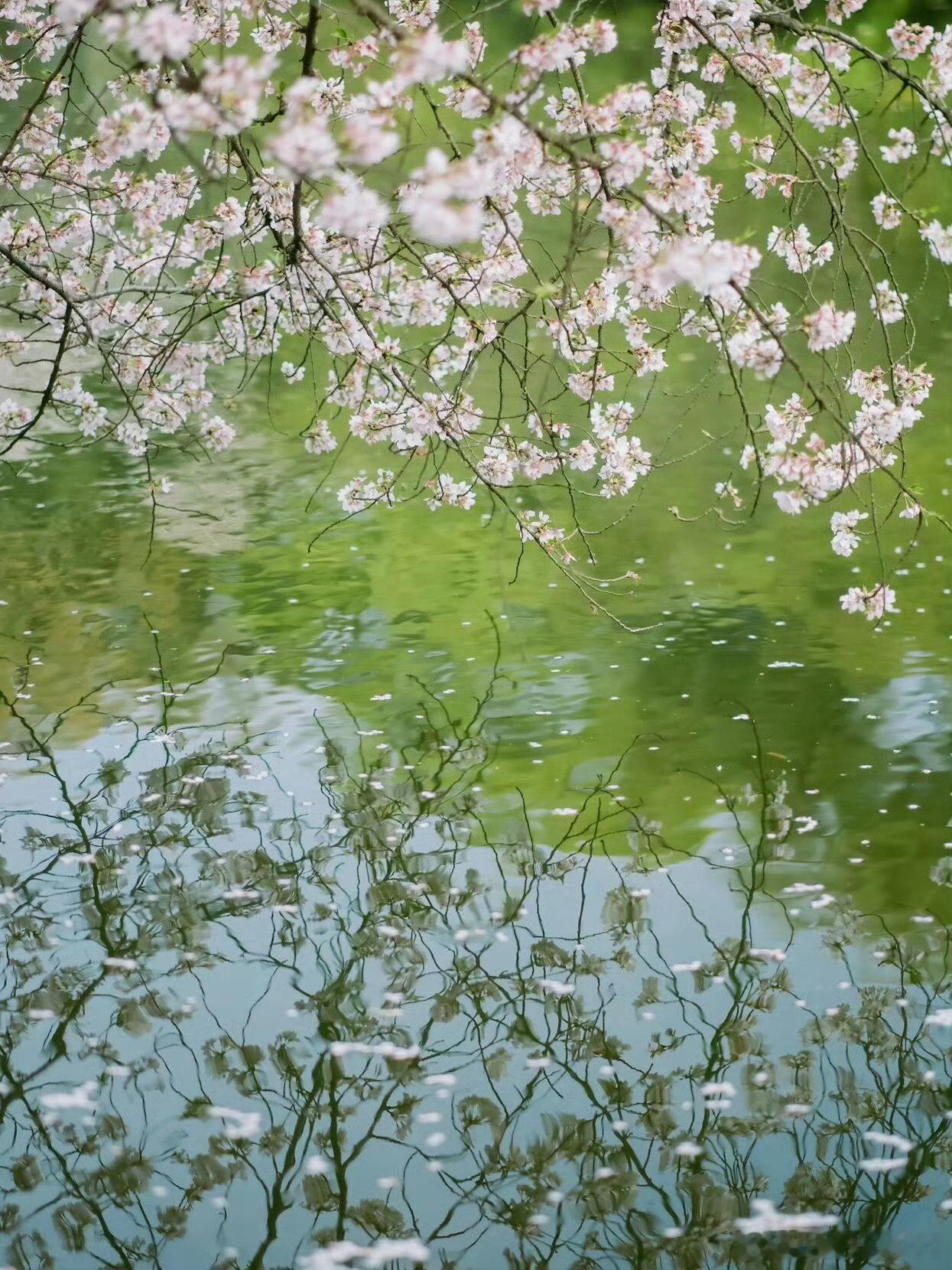 桥山黄帝陵古真本—阴符经（七）传世有五赟，志勇美德仁，修之者圣，五赟合心，造福于