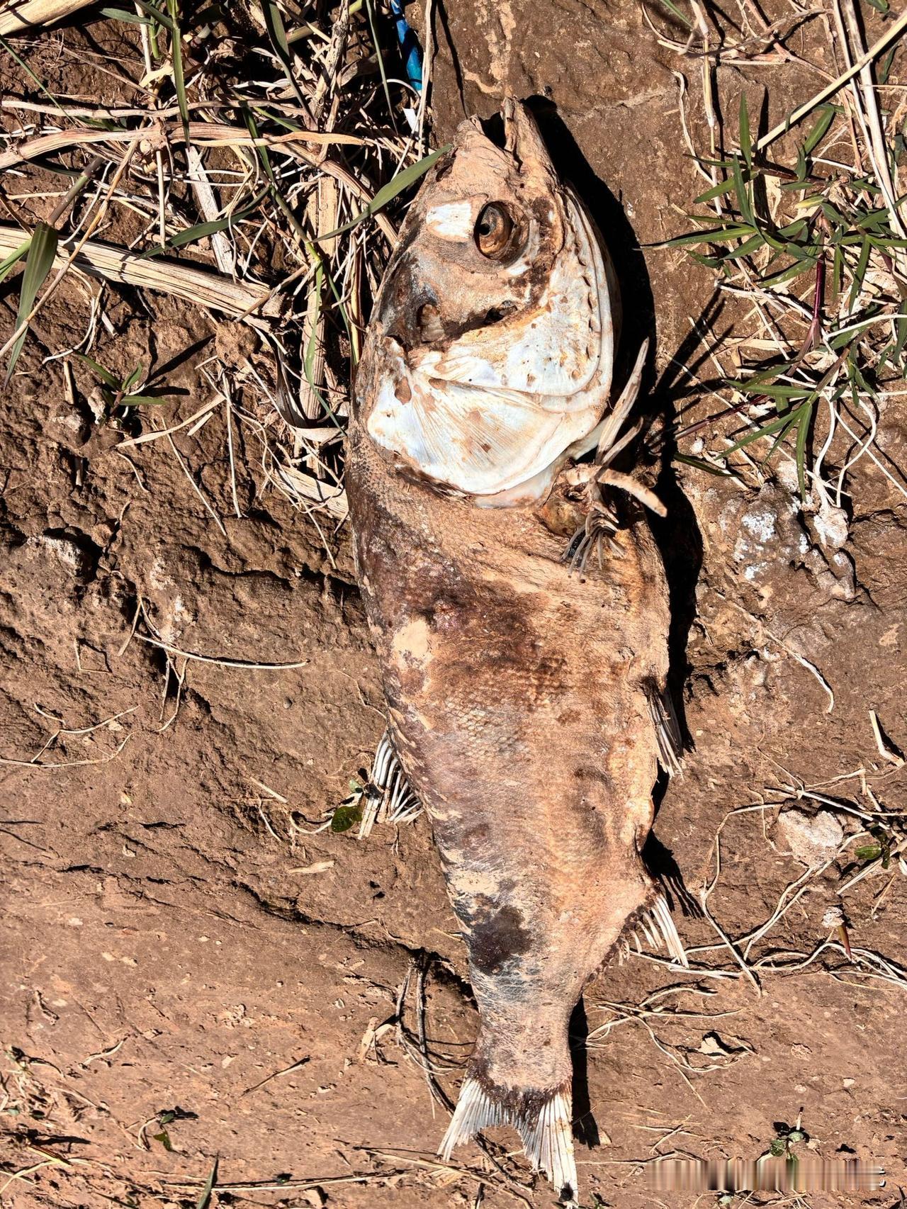 黄河边，怎么会有这玩意儿[尬笑]