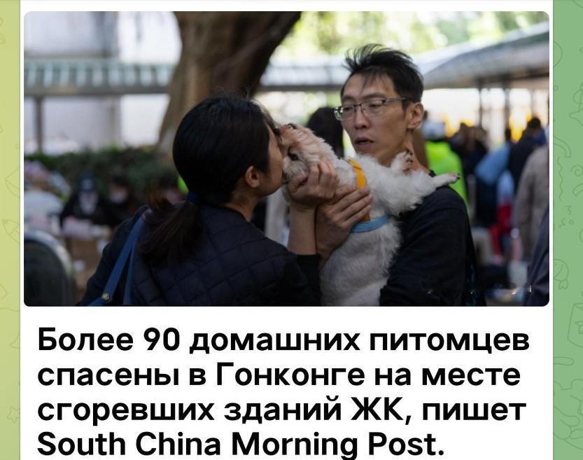 [彩虹]在香港烧毁的住宅楼现场，超过90只家养宠物（домашние питом
