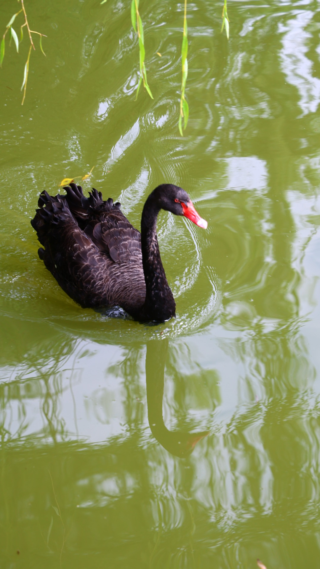 早鹅🦢 