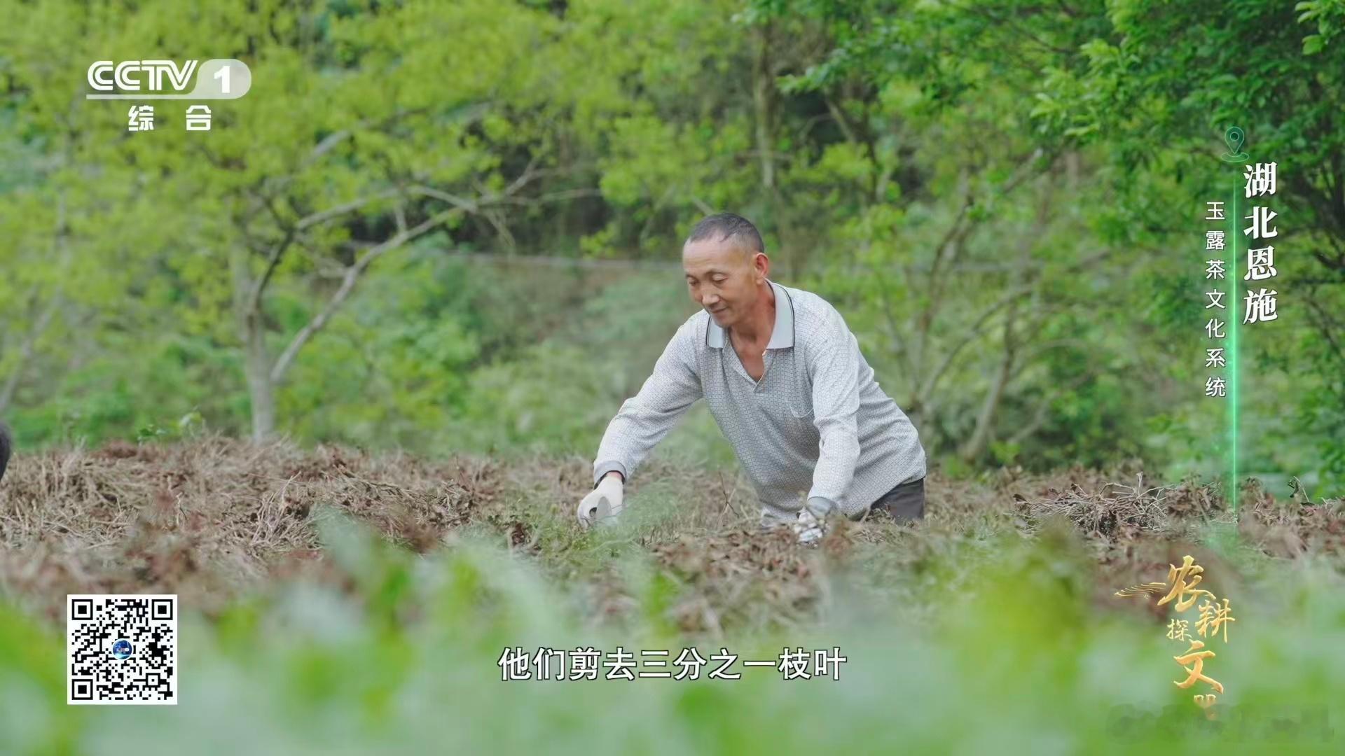 茶树也有自己的Tony老师 哇哦！茶树也有专属Tony老师的说法太贴切了！整个过