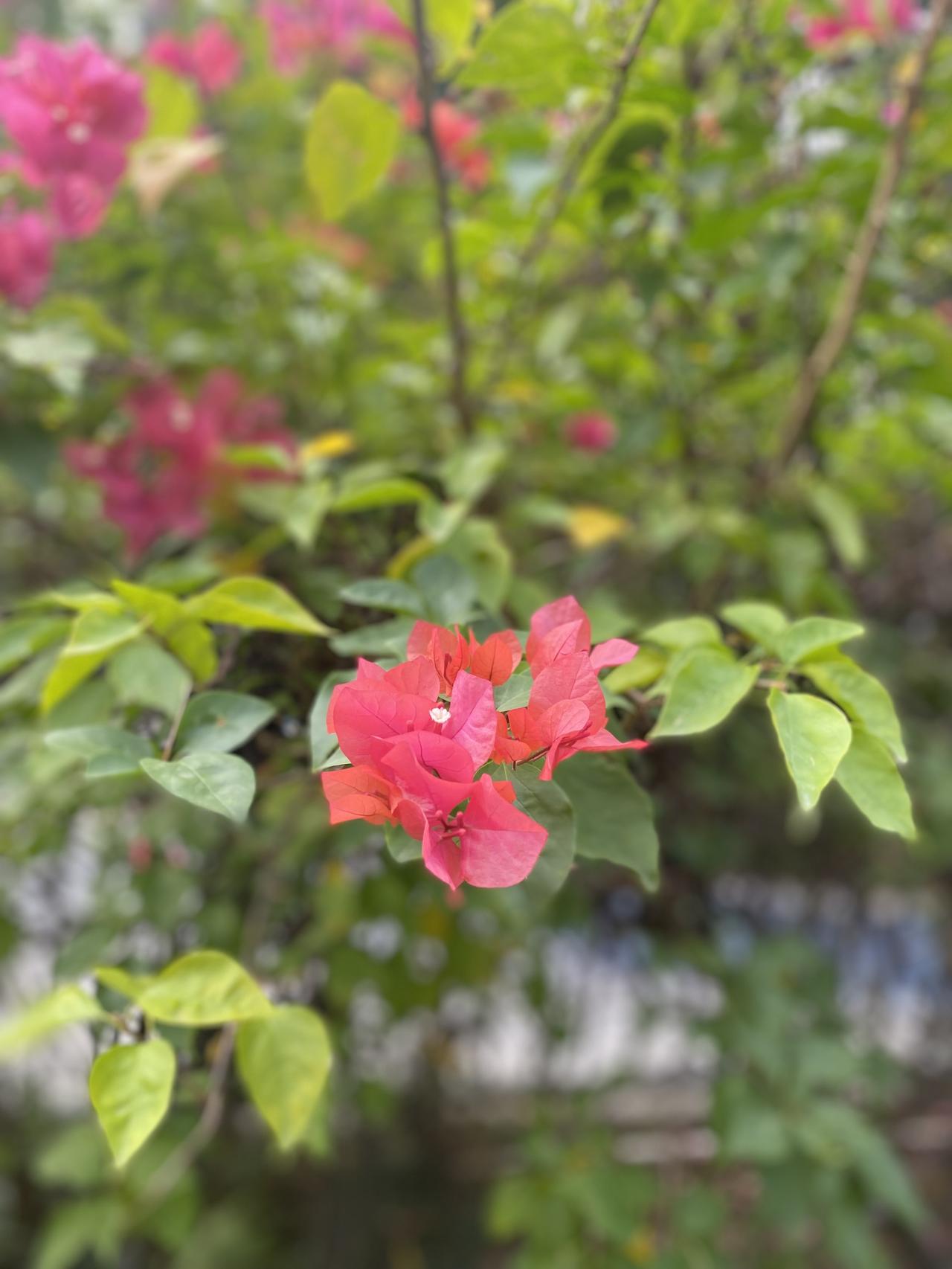 有人说喜欢花，那是它永远面向阳光。