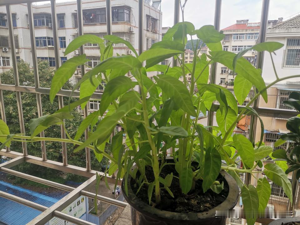 竹叶菜苗一共10棵，花2元钱买的。种了以后马上低下了头，几天以后才昂起头。
10