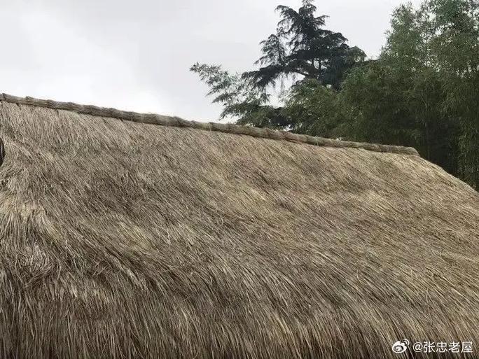 记忆中的东街茅草屋◎老屋张忠//1700字“茅草屋两头翘，只屙屎来不屙尿”——东