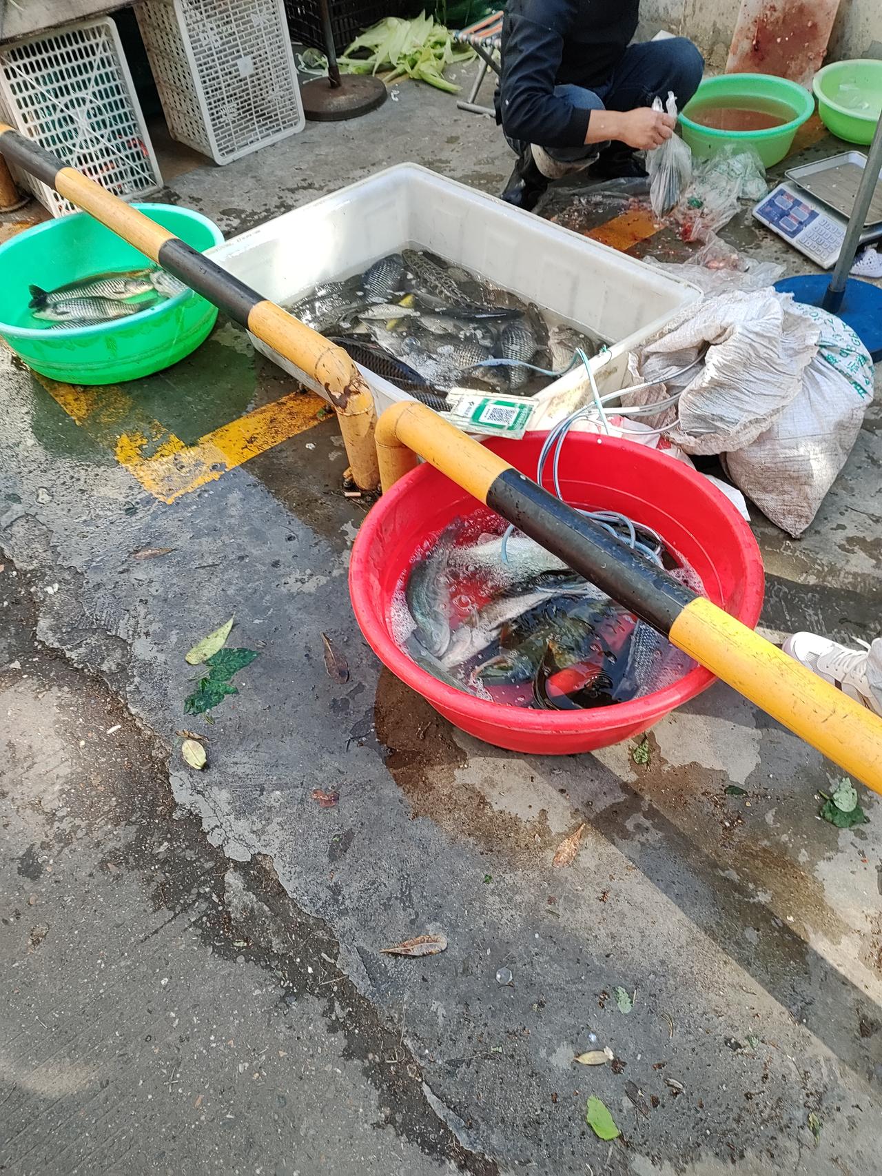 我发现我们小区的很多老人，都喜欢买路边这些鱼贩的鱼。其实这些鱼贩的套路很深。他们