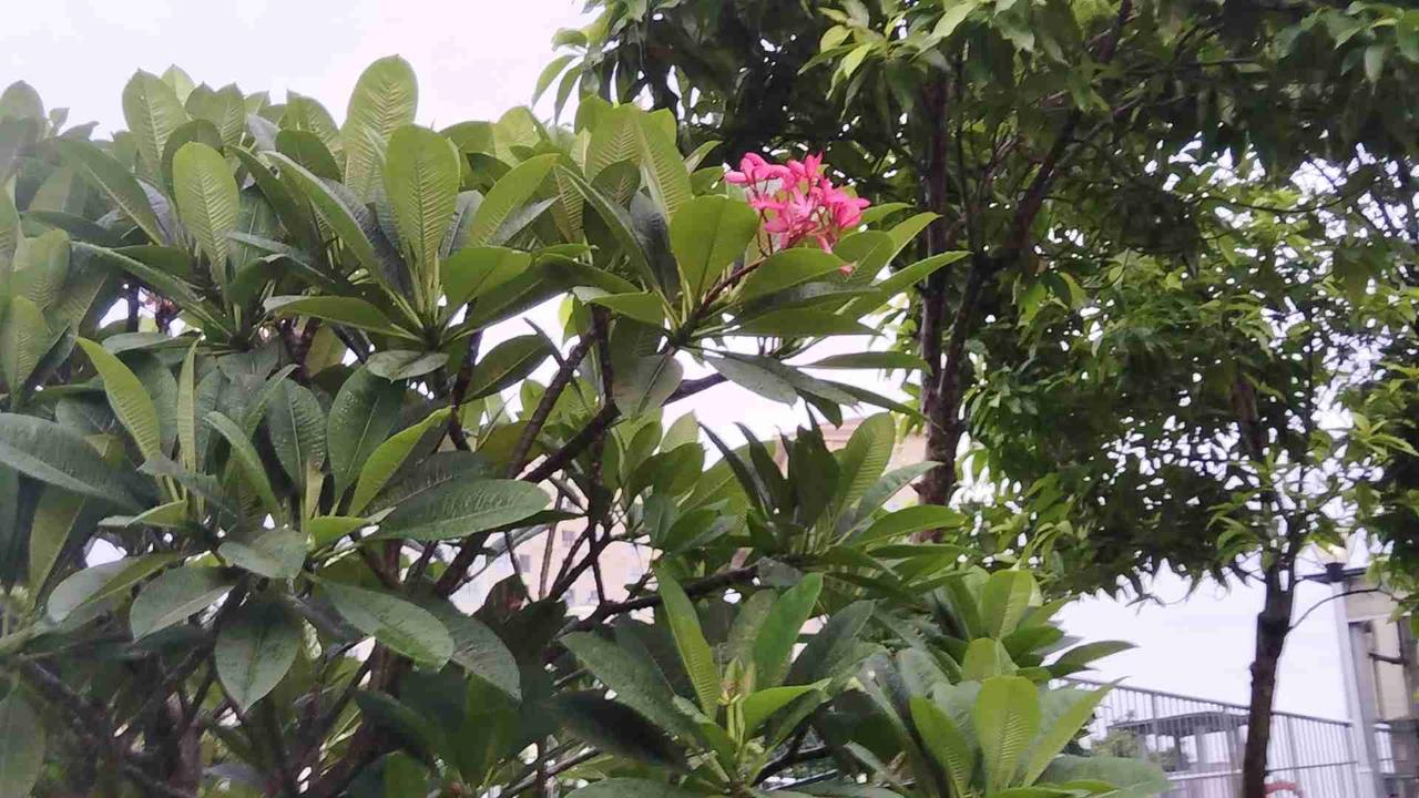 我的今日状态：😁轻松愉快
我这里的天气：☁️阴天。今日天气凉爽，但是已入伏，天