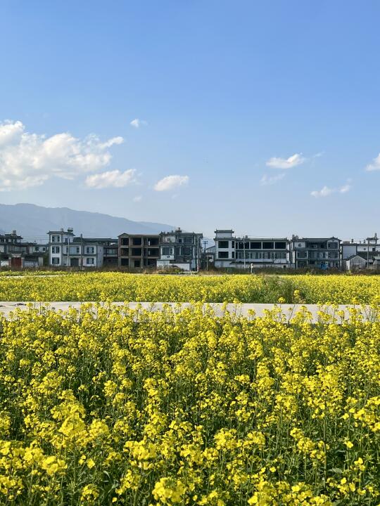 在大理公路旁边发现了一片无人的油菜花田！