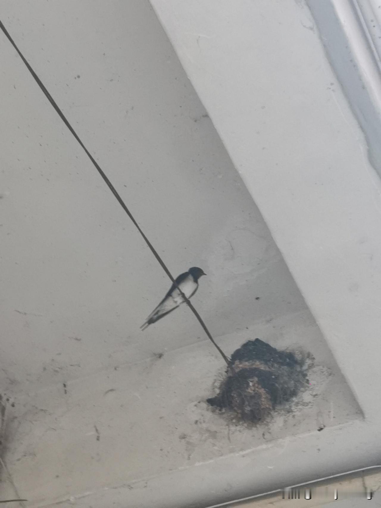 今年春天最想实现的心愿谁家新燕啄春泥。乱花渐欲迷人眼，。