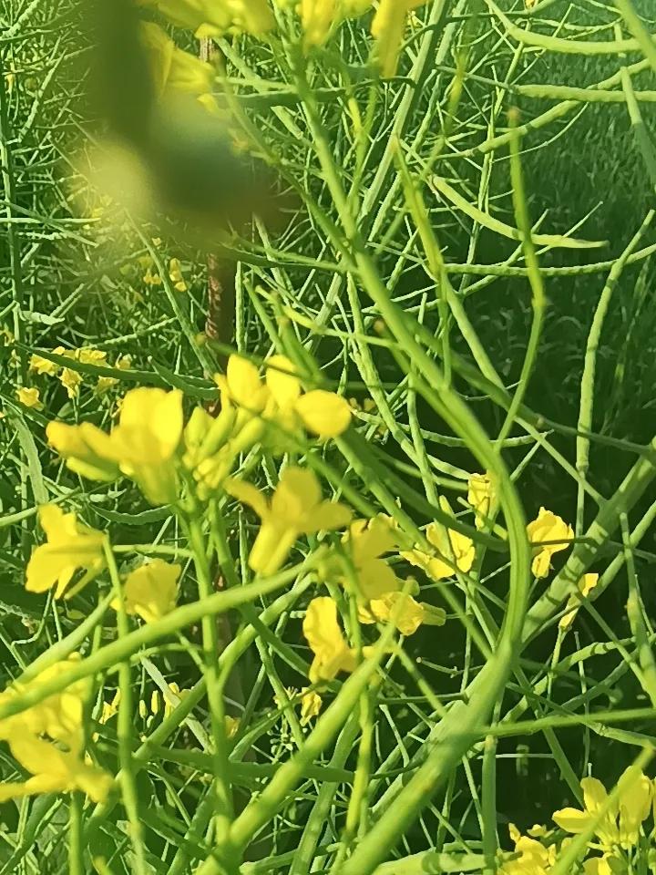 春天到了，阳光明媚，油菜花和泡桐树花都开得正盛，我也忍不住分享下我随手拍的照片。