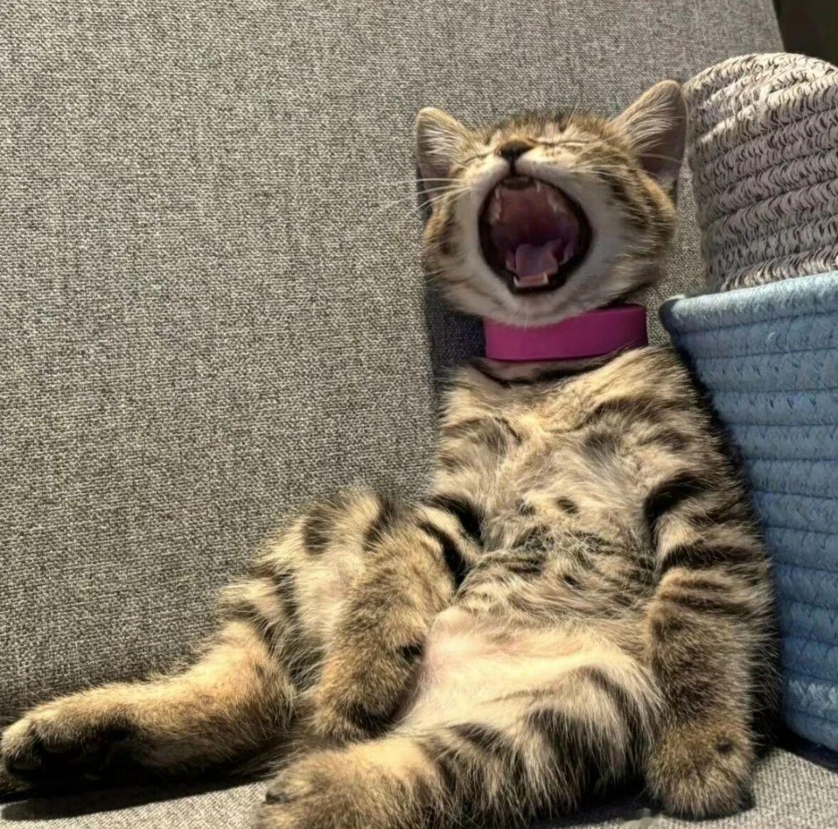 萌宠头像  |  可爱猫咪  | 