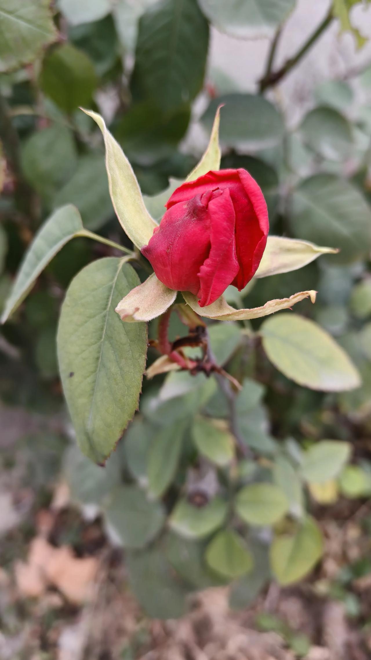 晒晒你拍的月季花寒风中的月季花蕾
