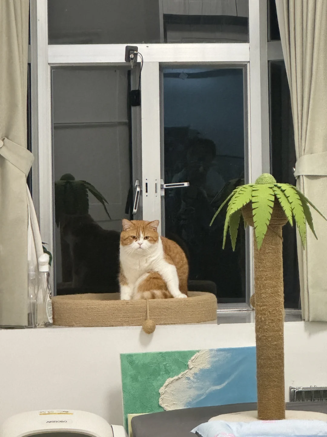 宝宝你是一只小骚猪