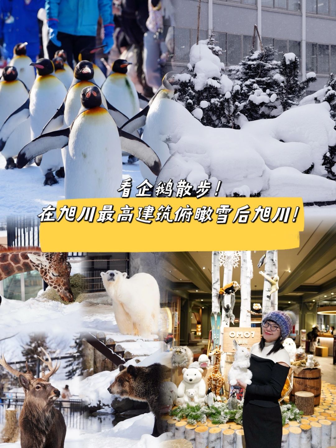 看企鹅散步，在旭川最高建筑俯瞰雪后旭川