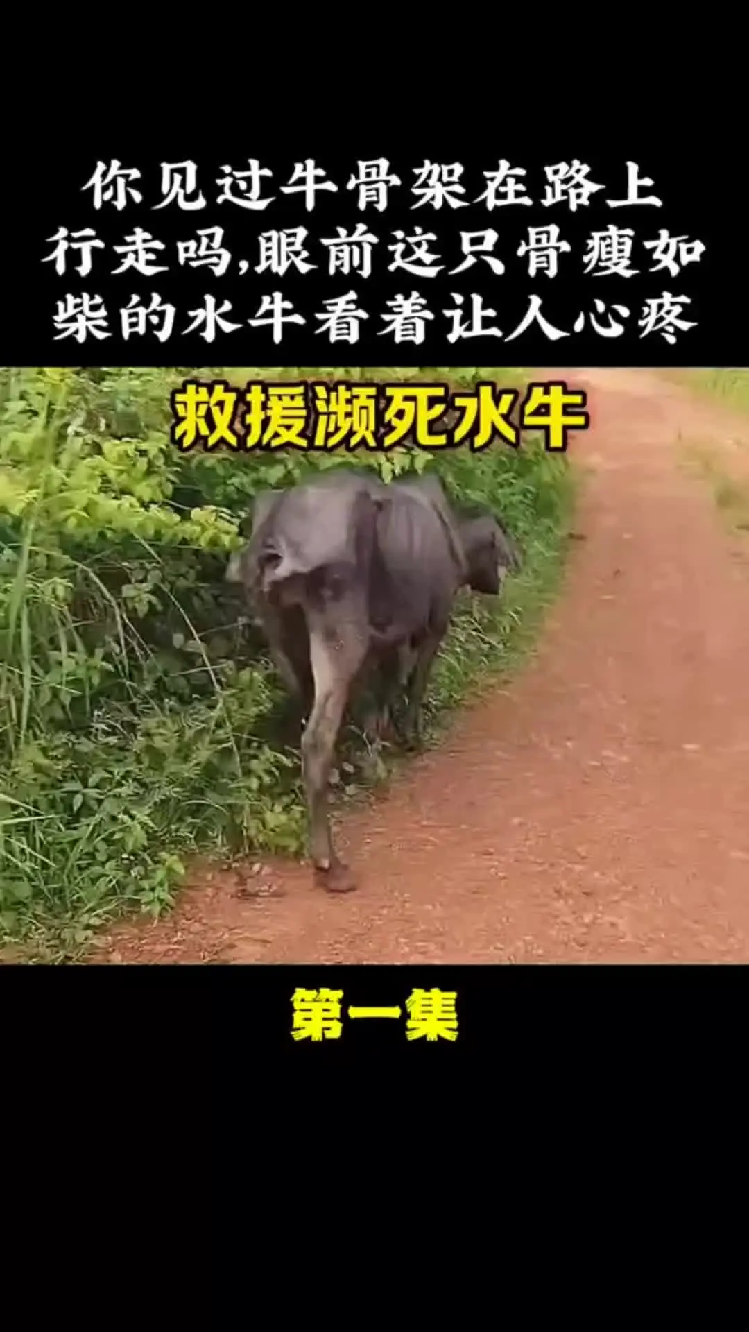 内容启发搜索 万物皆有灵性 动物世界