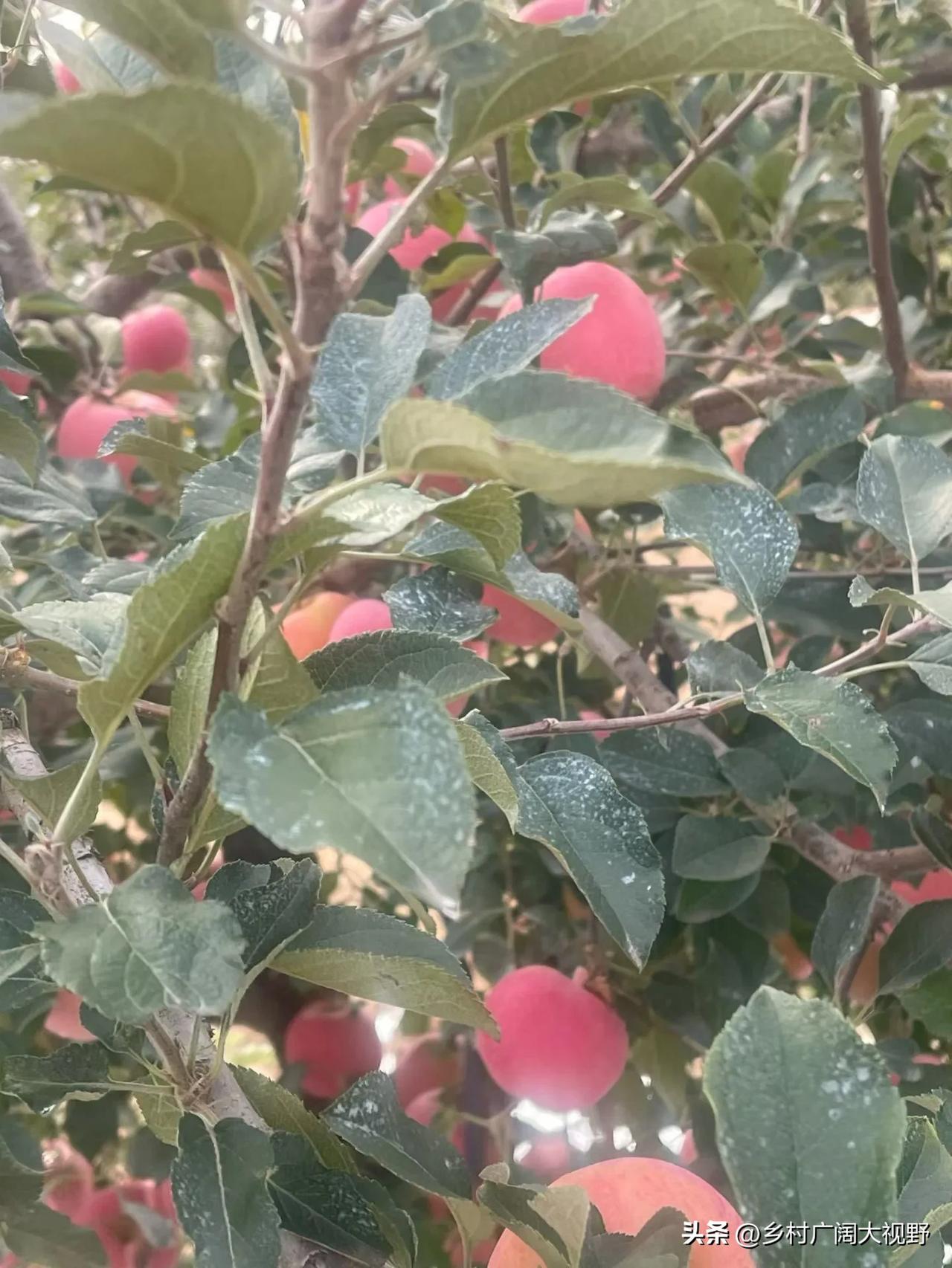这是山东烟台正宗的红富士，去现场采摘是4块钱/斤。
大家感觉贵不贵？
其实在家门