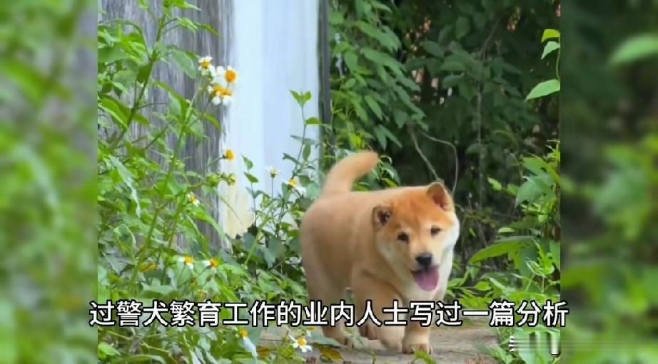 我养过田园犬，那是真咬人啊。我家土狗就是不听话，但很守规矩，很贼，似乎全是矛盾，